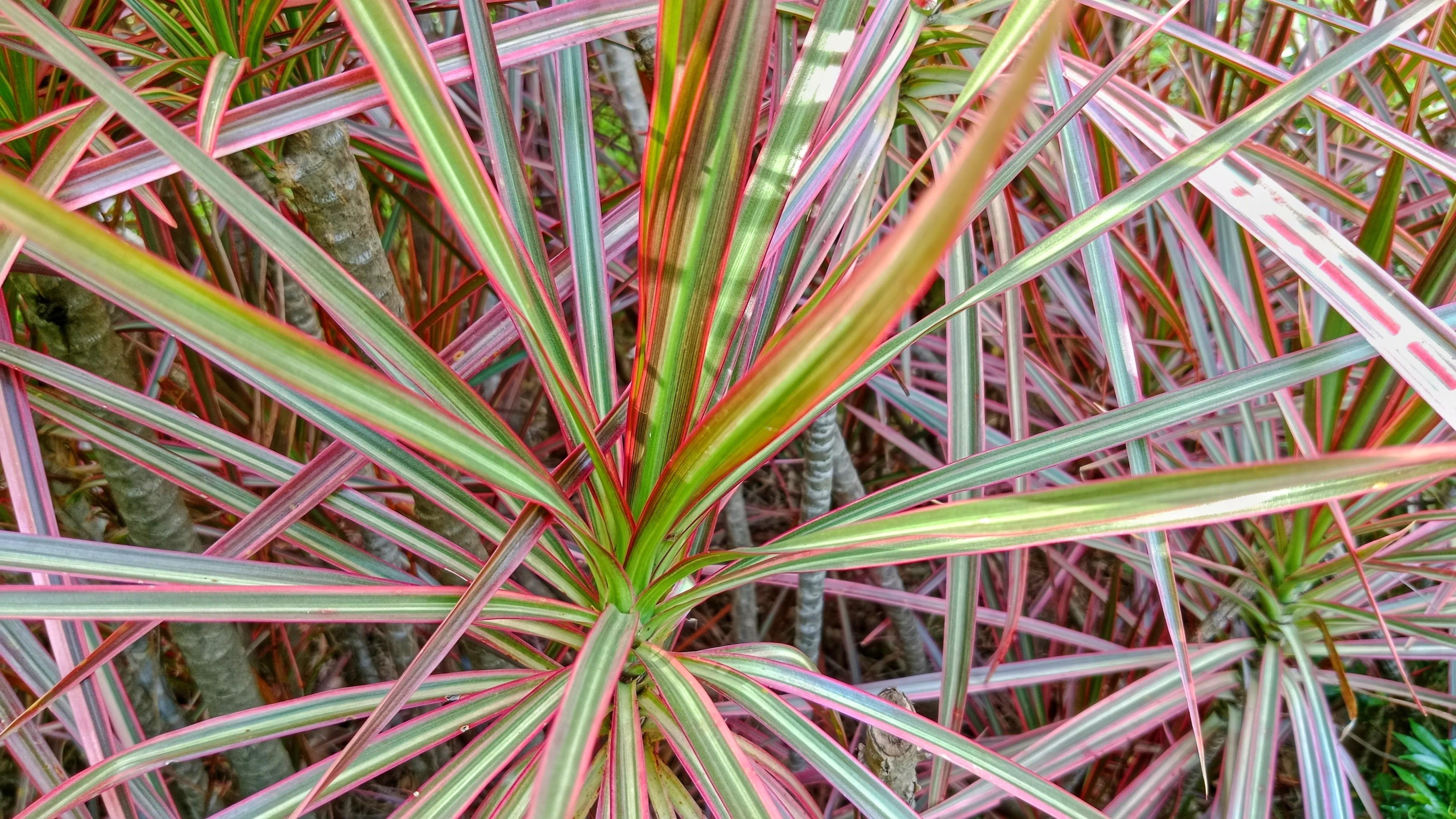 Dracaena Tricolor